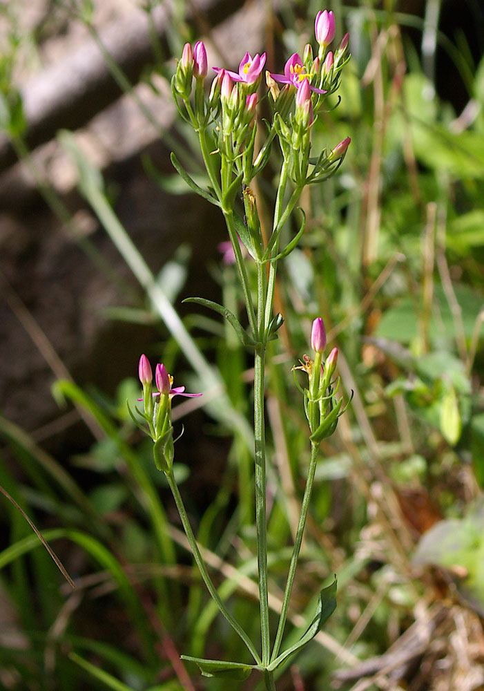 Gentianacea - Centaurium erythraea